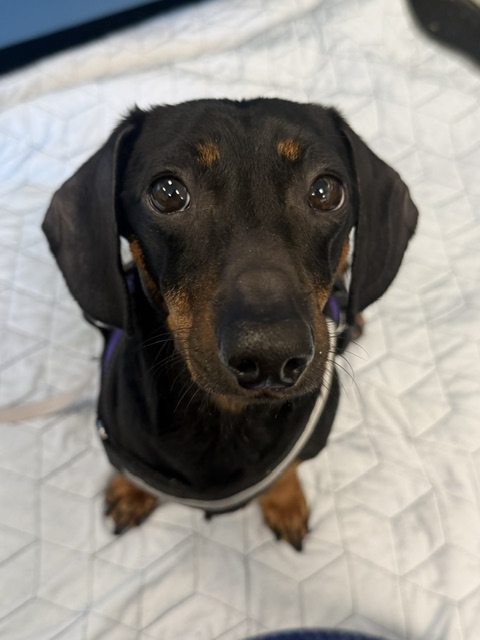 Louie 1