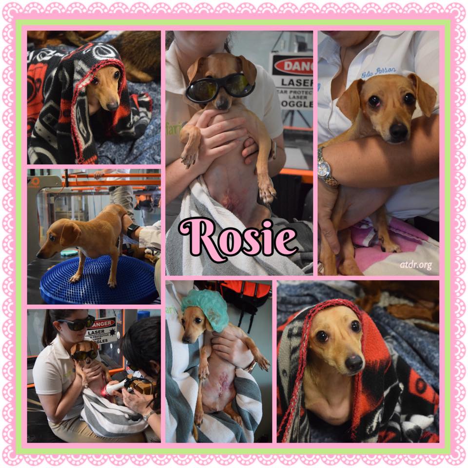 Rosie SN 2020 2 Rosie SN 2020 2