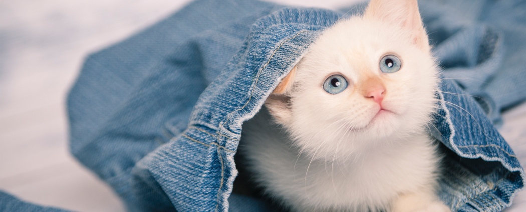 Silicon Valley Pet Project