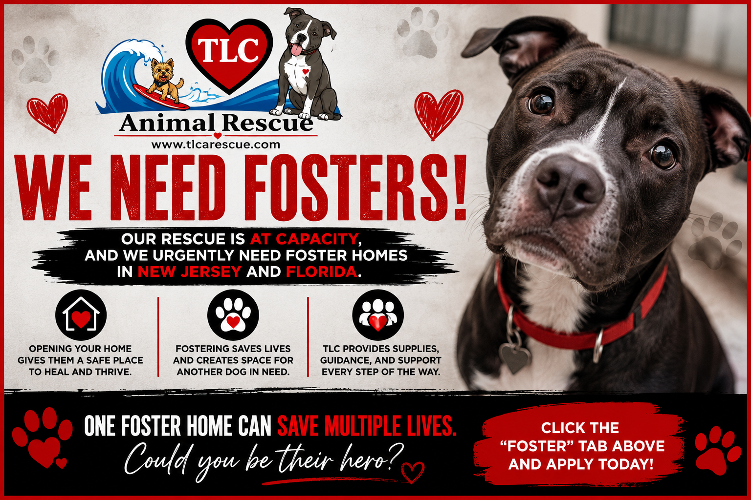 TLC Animal Rescue - We Need Fosters