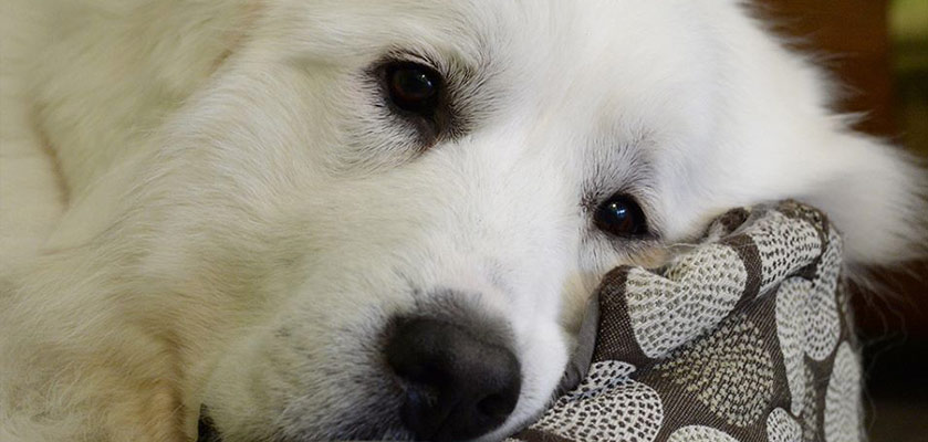 Great Pyrenees Rescue Society | Home