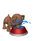 Dog splashing water Dog splashing water
