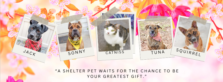 Adoptable pets at CARA