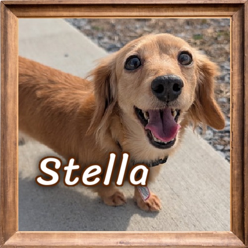2026 FP_Stella