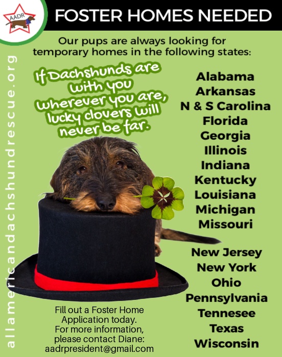 Foster Homes_2026 St Paddy's