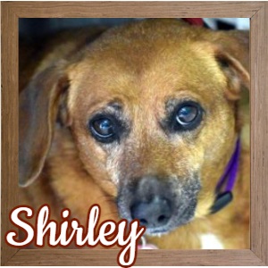 Shirley FP Photo Shirley FP Photo