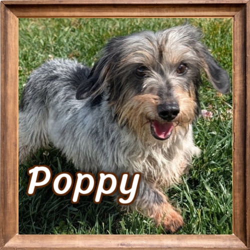 2026 FP Photo_Poppy