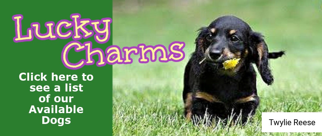 2026 Available Dogs St Paddy's