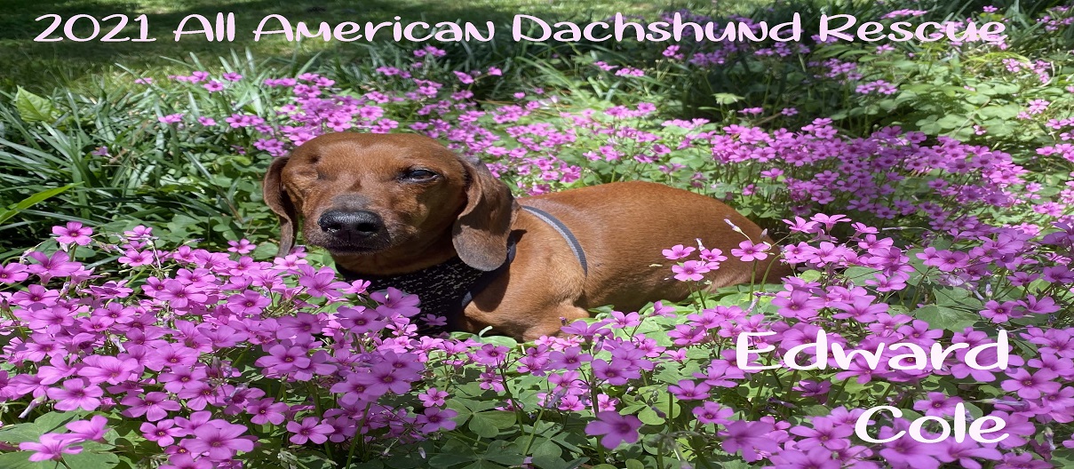 Dachshund Calendar 2023 2021 Calendar Ordering