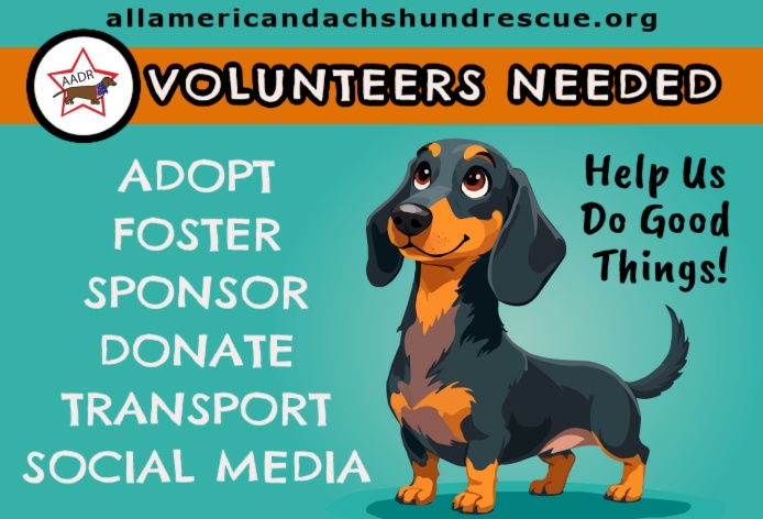 Volunteer_2026 Summer