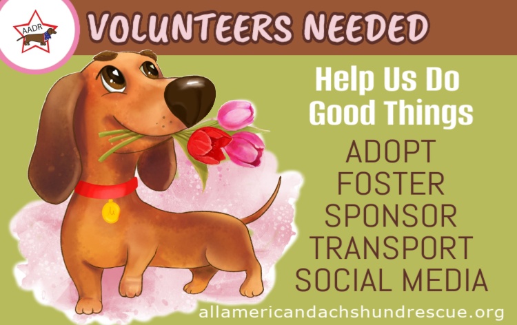 2026_Volunteers Spring 1