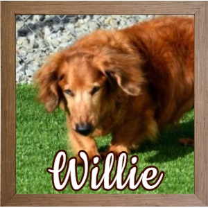 Willie FP Banner Willie FP Banner