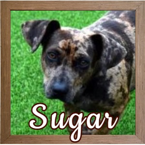 Sugar FP Photo 2 Sugar FP Photo 2
