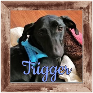 Trigger FP Photo 2 Trigger FP Photo 2