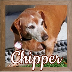 Chipper FP Photo Chipper FP Photo