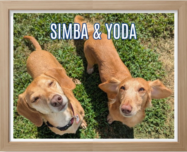 2025 FP_Simba and Yoda