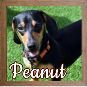 Peanut FP Photo_VT Peanut FP Photo_VT
