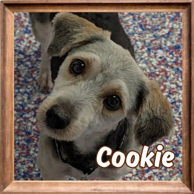 2026 FP_Cookie