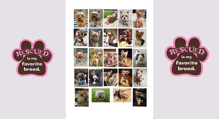 Yorkie Rescue Houston - adoptable Yorkshire Terriers and small dogs in Houston, TX