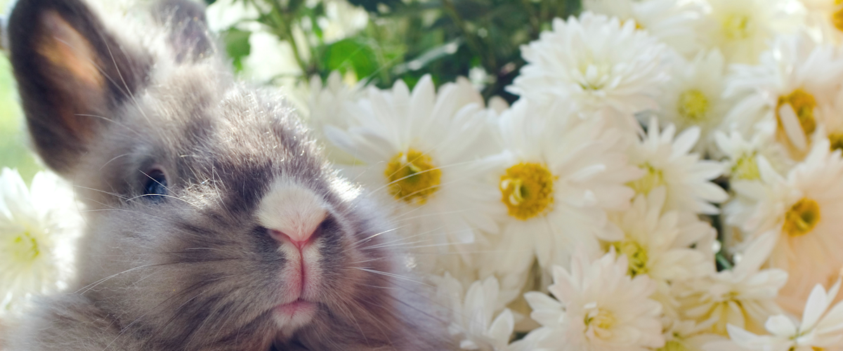 rabbit sanctuaries near me