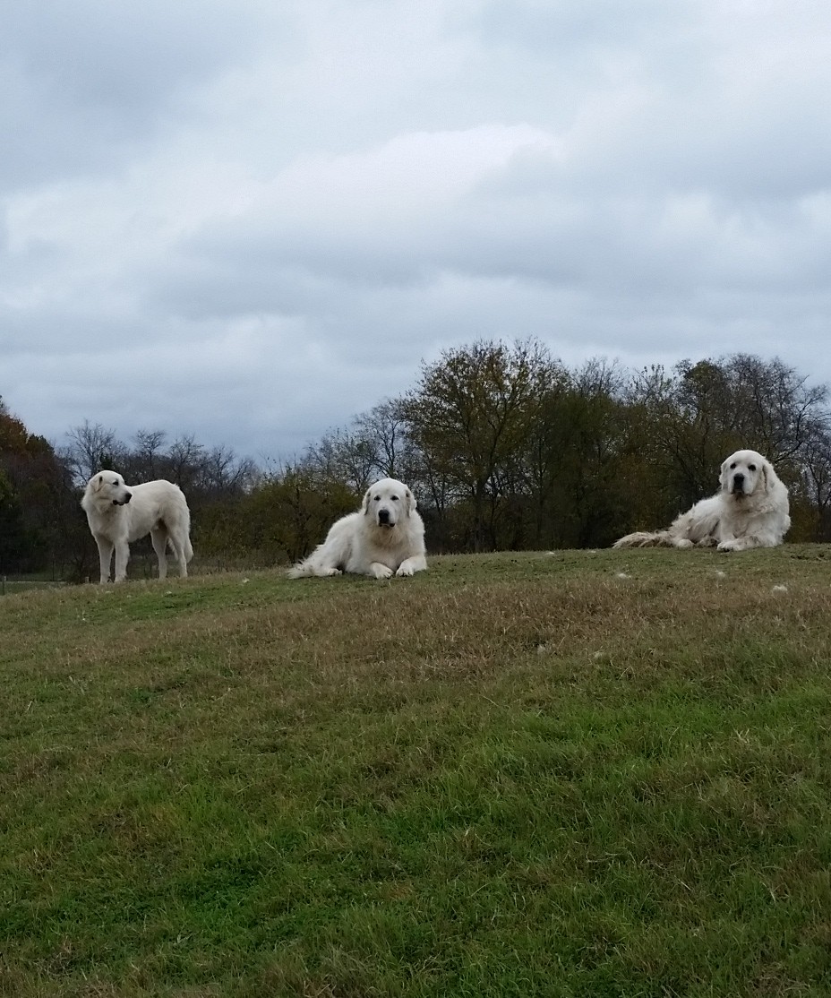 Bluebonnet Animal Rescue Network logo