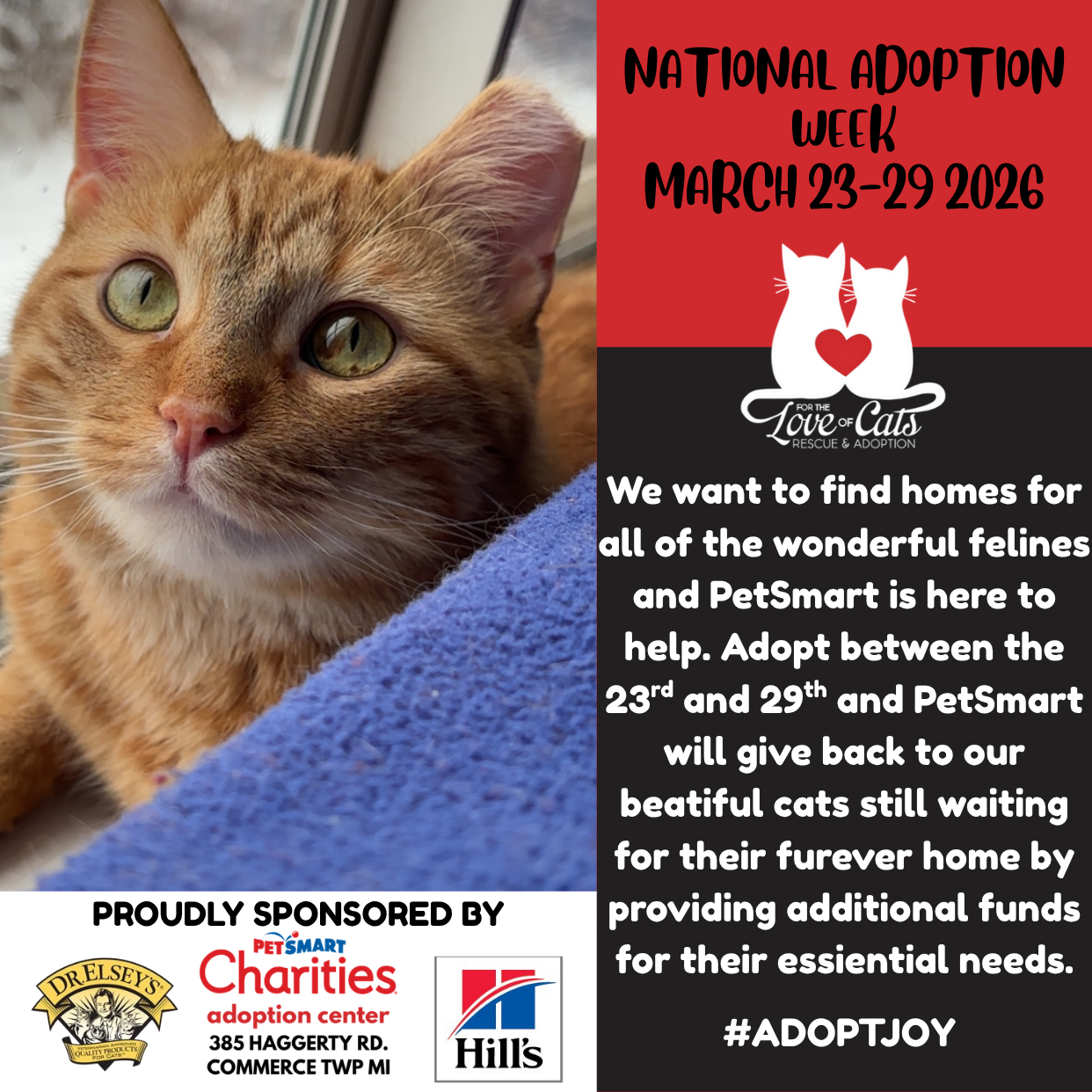 Adoption Week March 2026