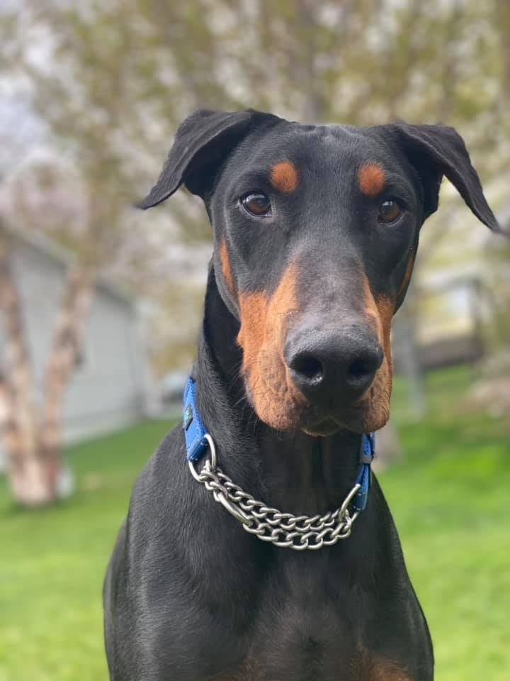 doberman club near me