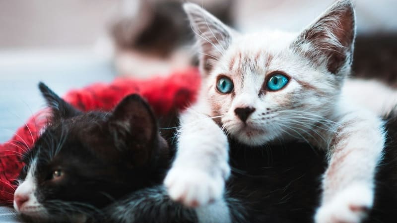 two kittens lay next to each other
