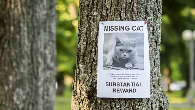 a lost cat poster stapled to a tree