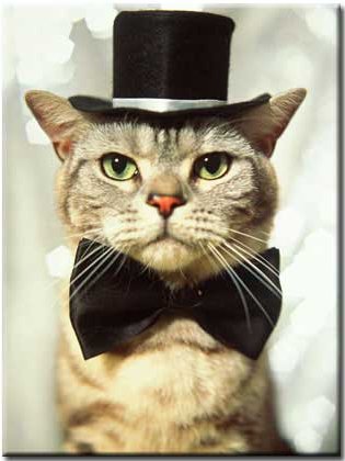 catinbowtie catinbowtie