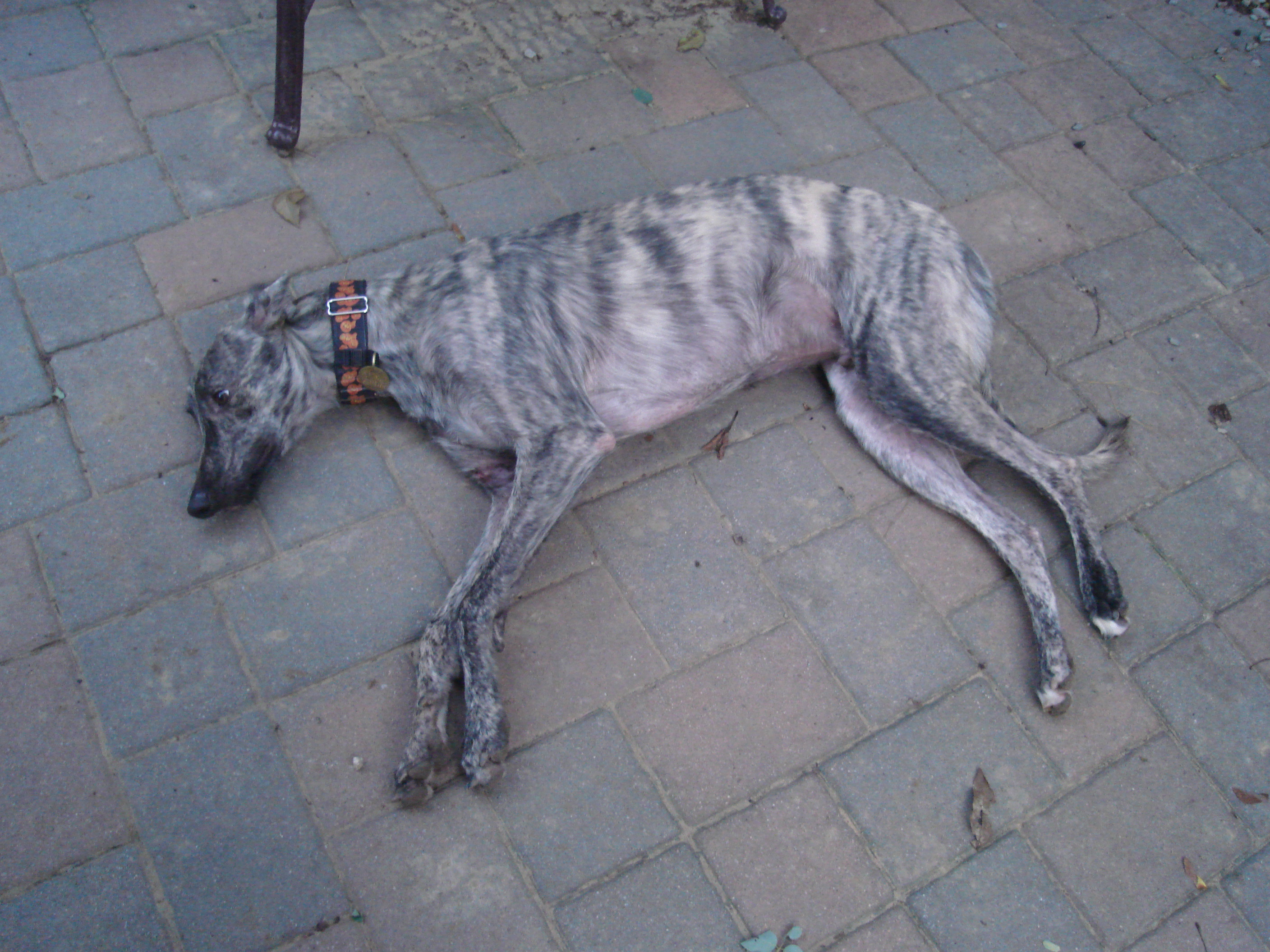 JT Lying Down