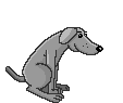 Grey Dog Grey Dog