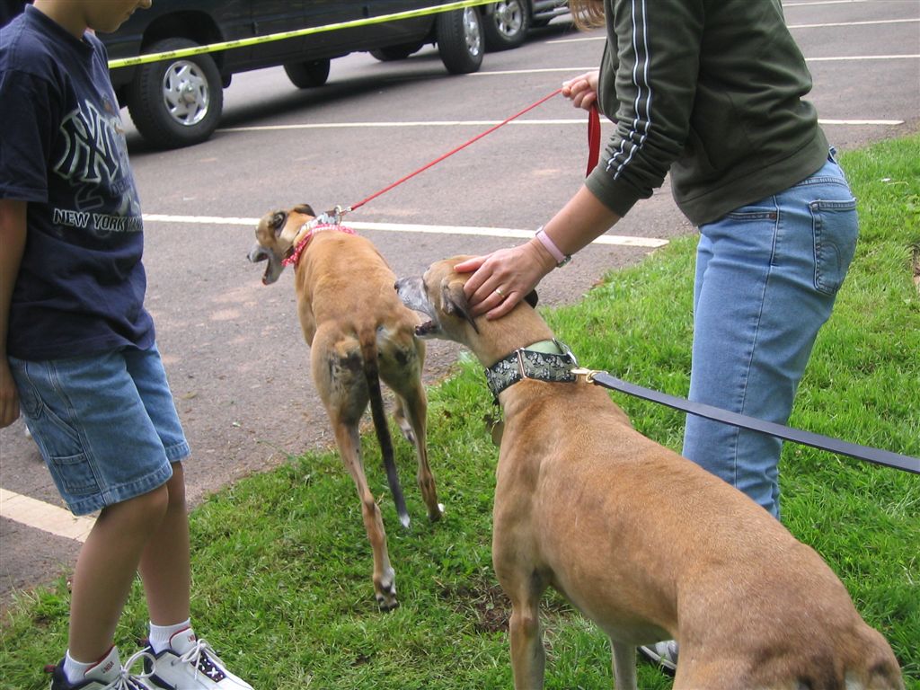 Sheba & Sasha 2