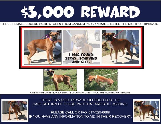 lost boxer