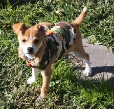 lost-scout lost-scout