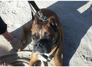 lost-buster lost-buster