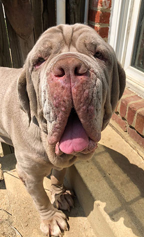neapolitan mastiff rescue near me