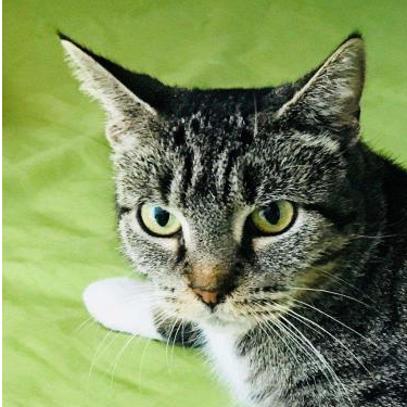 Welcome www.ehrdogs.org