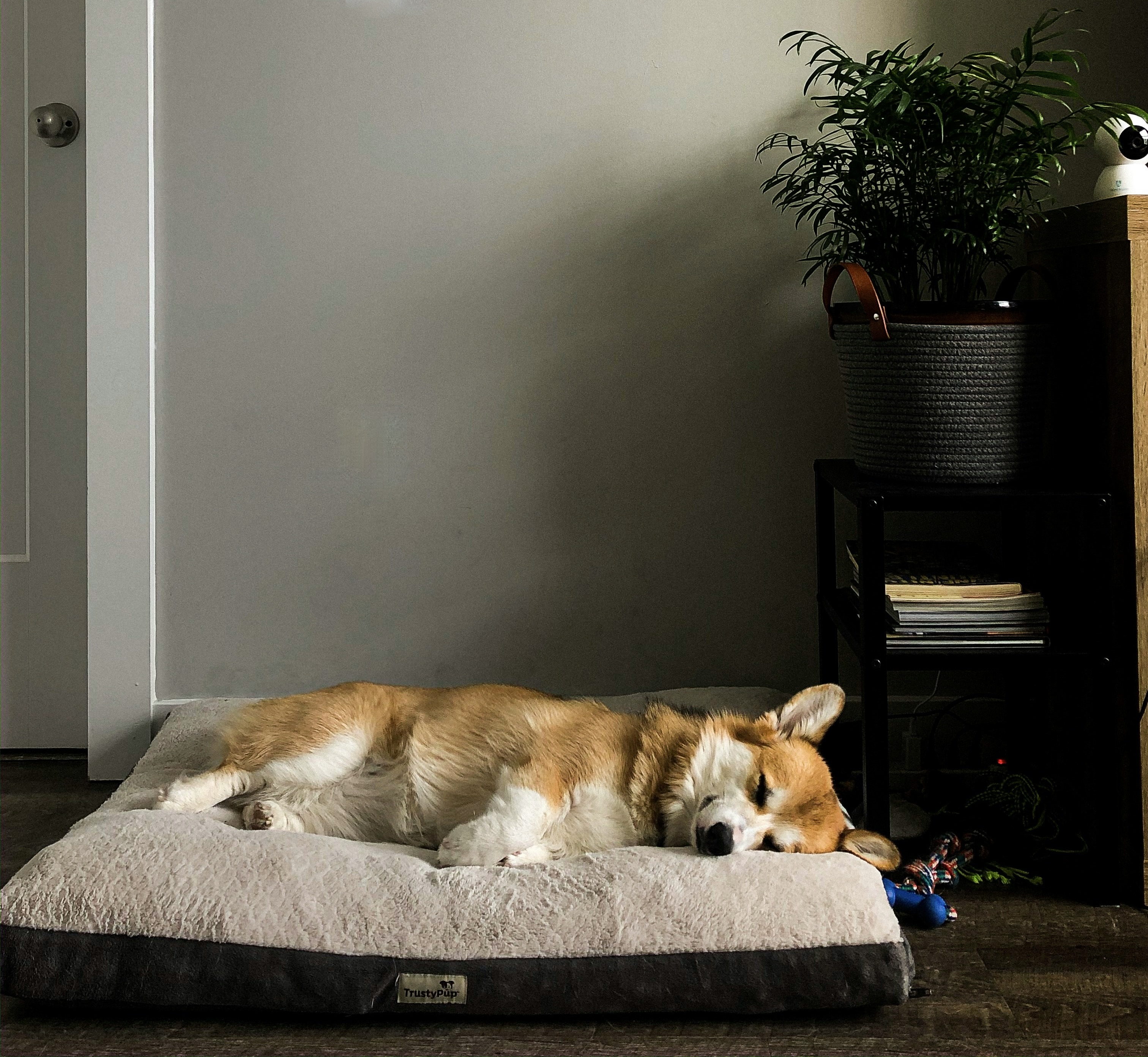 Corgi in a room