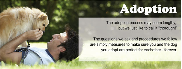 A Adoption header A Adoption header