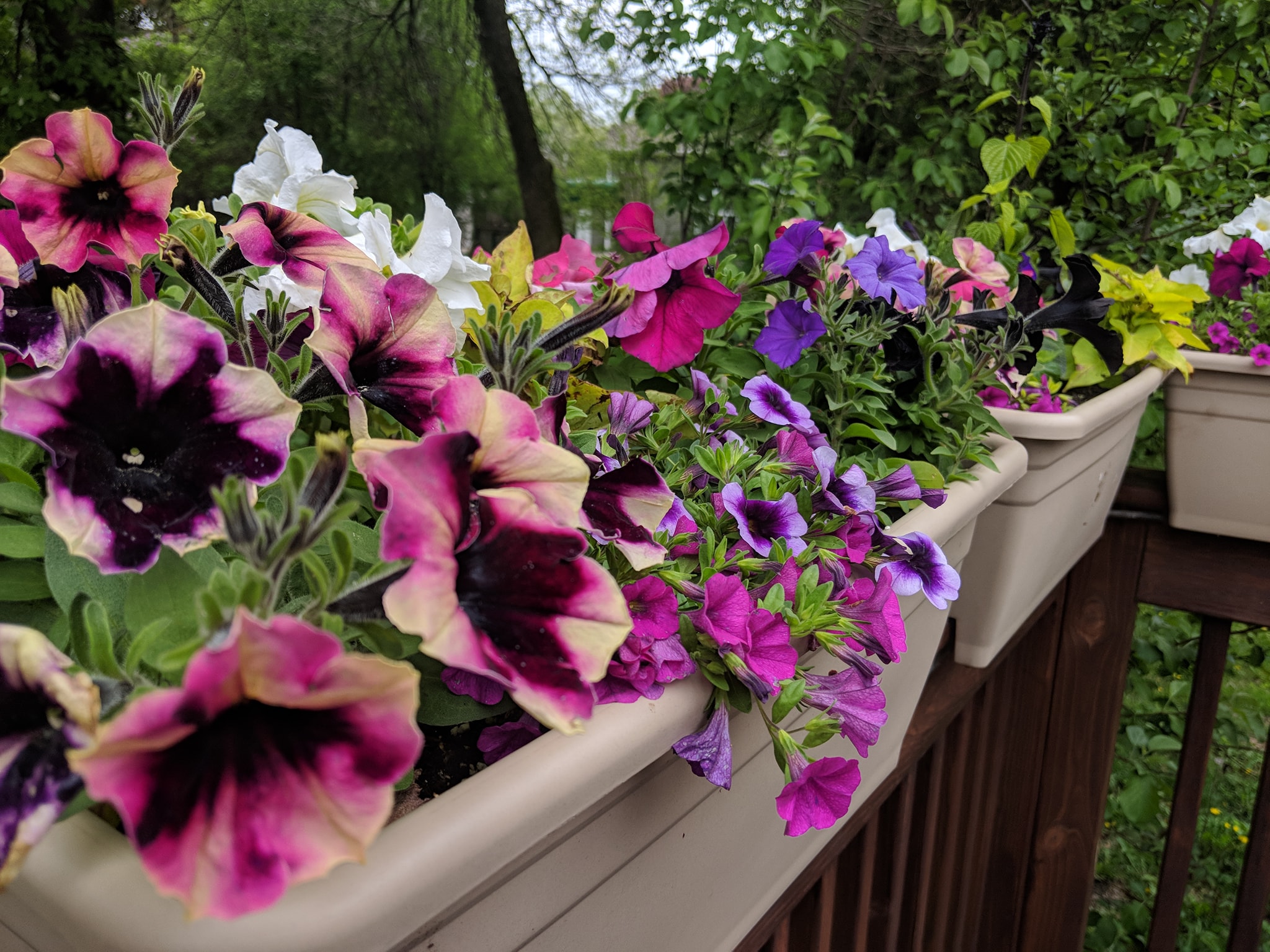 DIY Container Gardens Relish Realty