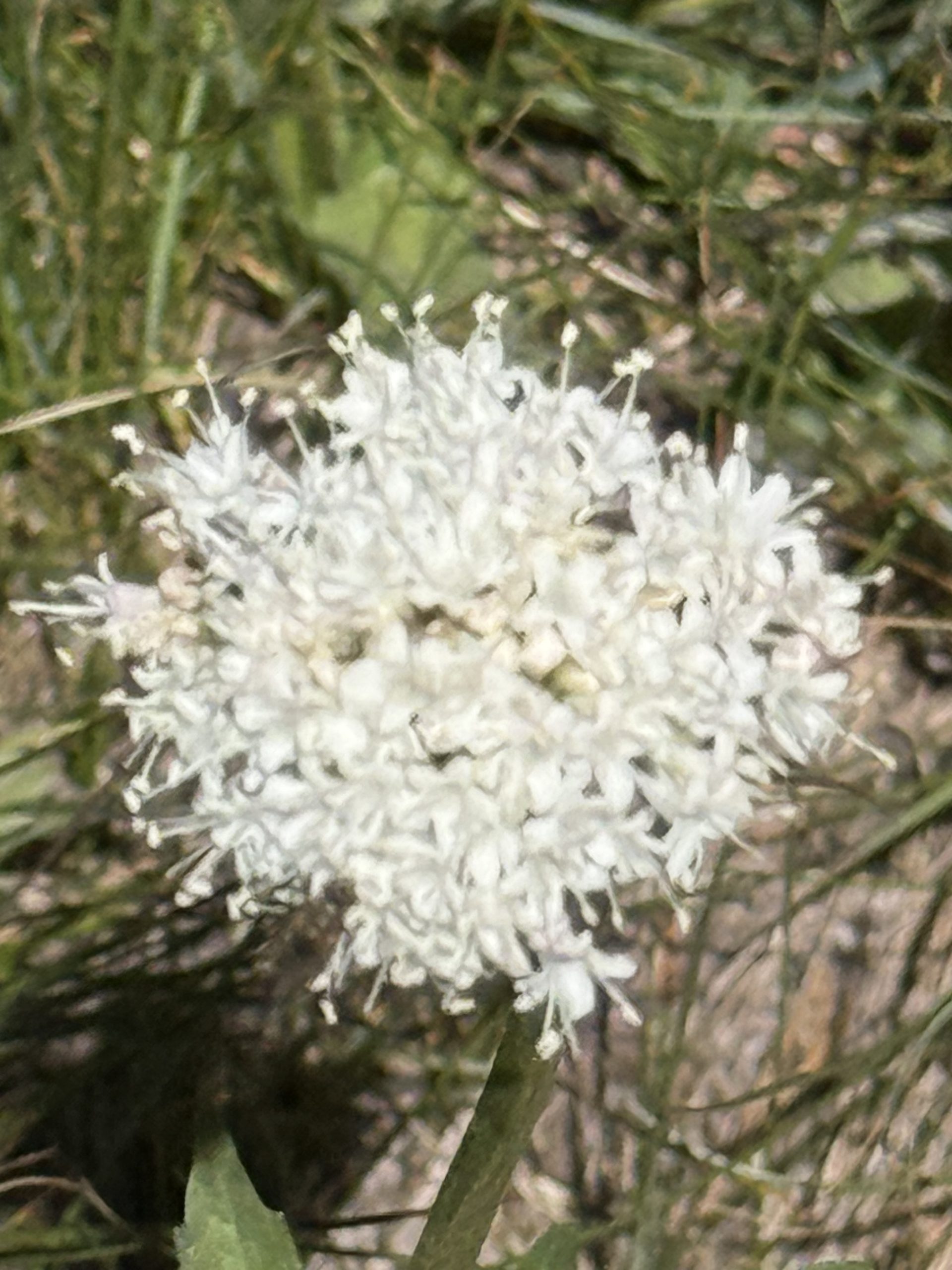 BC Wildflower