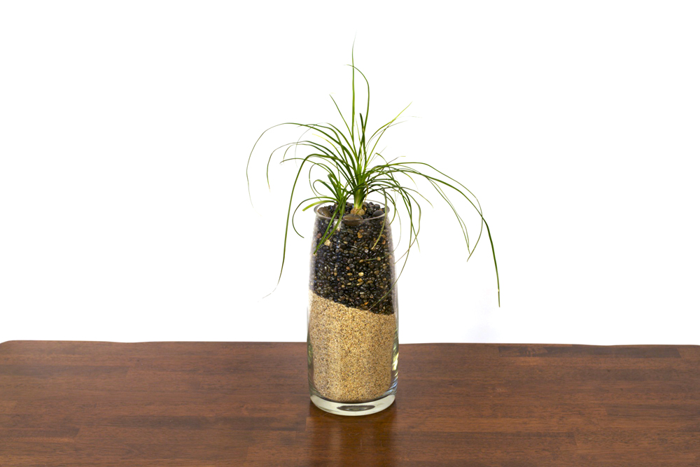 California Plantscapes Logo