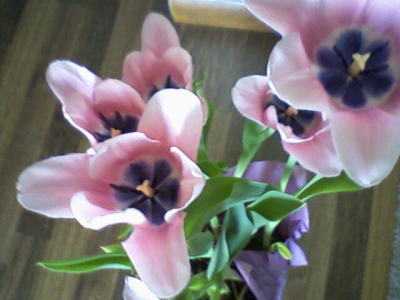 Elizabeth&apos;s Cleaning Logo