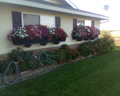 Apple tree LawnCare Image