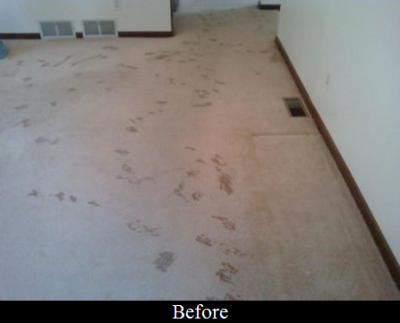 J.R.'s Dry Foam Carpet Cleaning Image