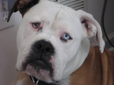 Goliath Dog Supplies Logo