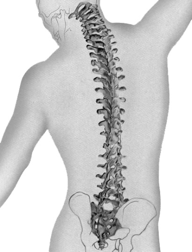 Nemanic Chiropractic Logo