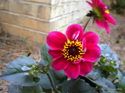 Prolifiscapes, Inc. Logo