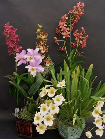 A Cut Above Floral Logo